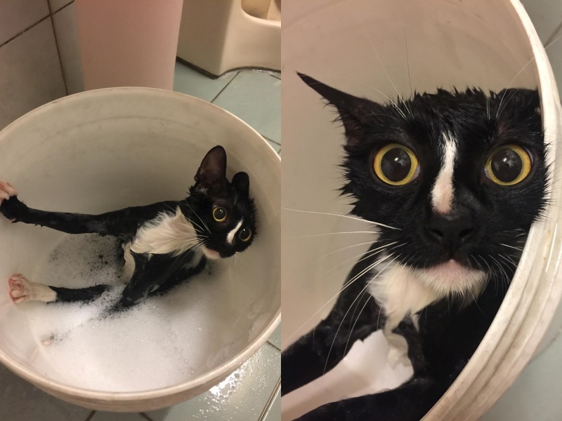 影／不想洗澡！厭世黑白貓躺水桶哀號　網笑：不是一直說「好哇」 