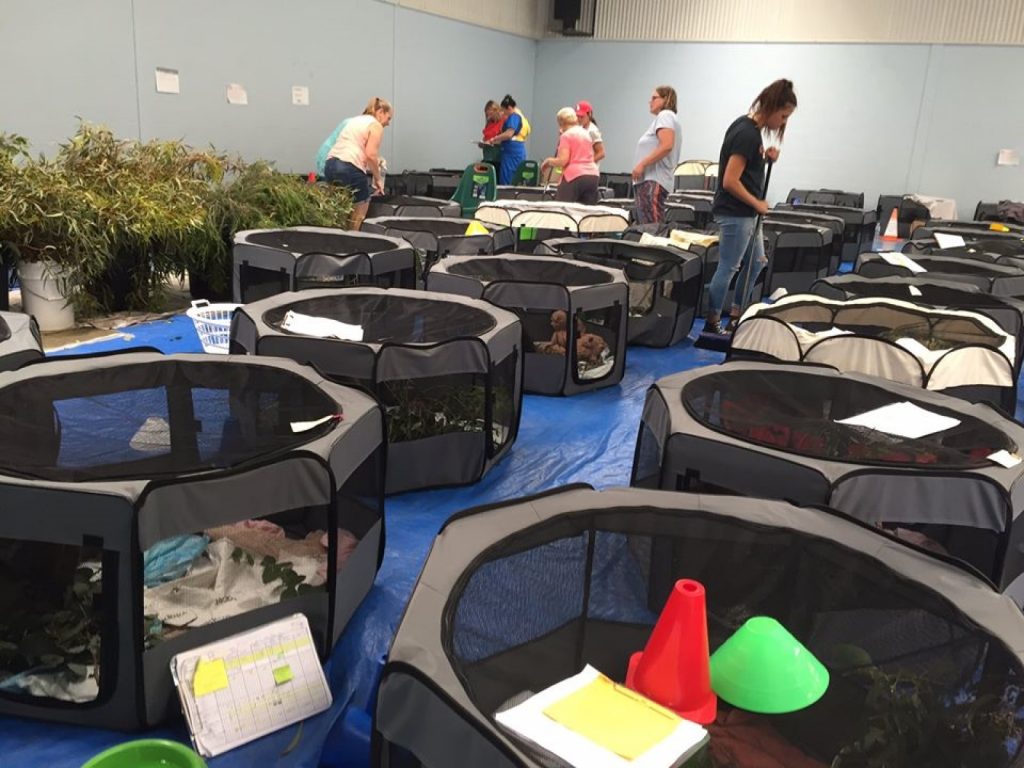 澳洲一間學校將體育館改成無尾熊臨時收容所（圖／FB@10 News First Adelaide）