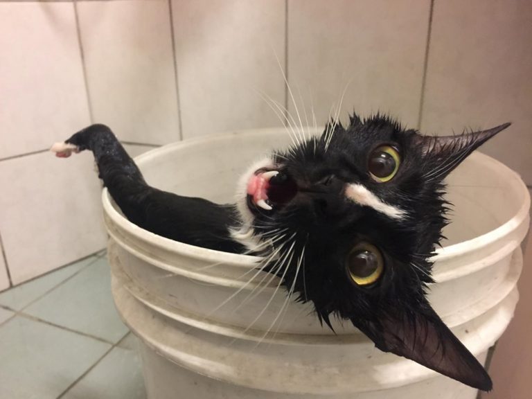影／不想洗澡！厭世黑白貓躺水桶哀號　網笑：不是一直說「好哇」
