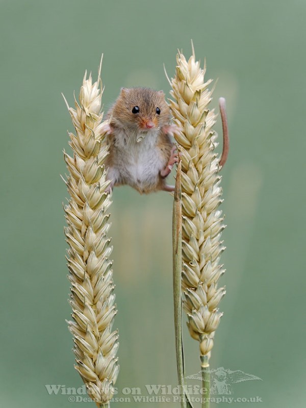 攝影師捕捉超迷你小巢鼠生活日常　萌萌童話感模樣超可愛！