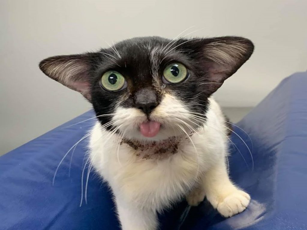 「尤達貓Yoda cat」因為有一對特殊耳朵而被人認為很像電影《星際大戰》裡的「尤達大師」（圖／FB@Jana Aviles）