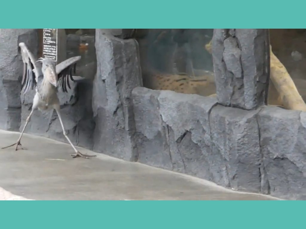 鯨頭鸛走在光滑地板上，下秒卻差點滑倒。（圖／Twitter@maru2022） 