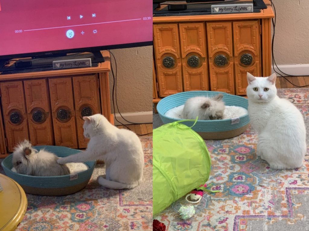 白貓露娜的睡床被兔子賈斯伯霸占（圖／twitter@TheDreamGhoul）