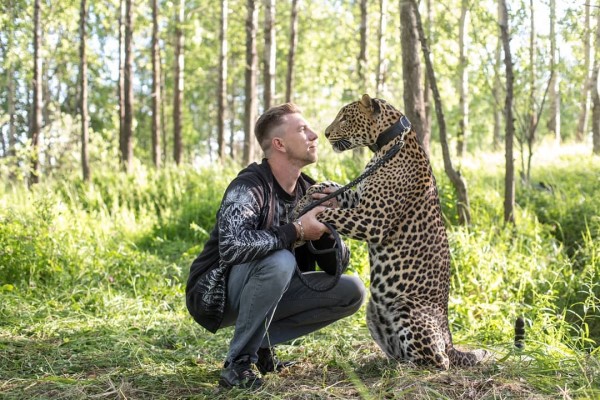 俄羅斯動物園奶人花豹不捨飼育員　樂被收編回家當大貓