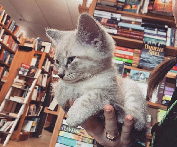 來了就不想走！加拿大書店能看書撸貓順便帶喵星人回家？