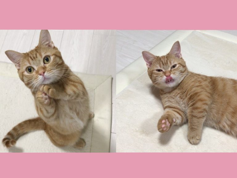 日本一隻曼赤肯橘貓為了吃，竟然會做出「拜託拜託～求求你」的動作（圖／IG@pokota0819）