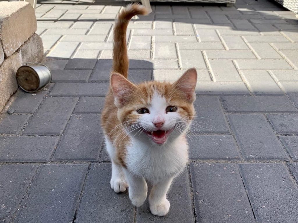 寵物美容師肯婭的一位常客在住家附近發現一隻小浪貓，帶牠到肯婭的店裡尋求她的幫助（圖／IG@bb_pangur_ban）