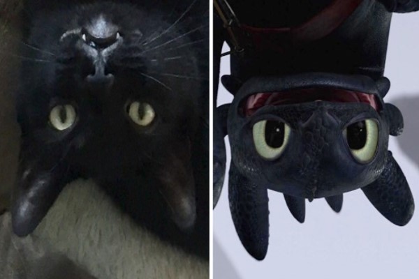 家有馴龍高手的沒牙嗎？來看看這些仿真度百分百的黑貓！