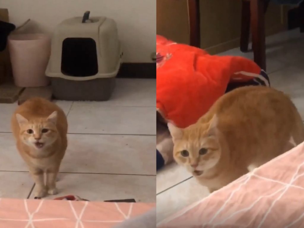 皇皇是一隻很會說話的橘貓（圖／網友寶嘎喀授權提供）