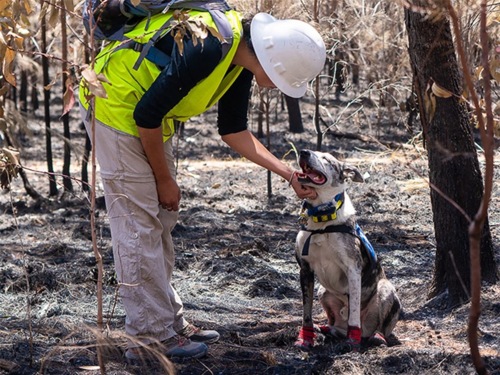 最近的熊熊非常忙碌，被派到許多重災區拯救無尾熊。（圖／IFAW Australia） 