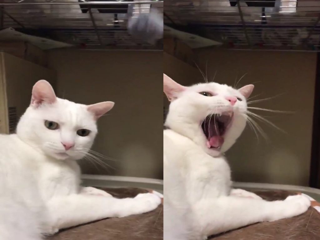 貓咪對飼主新買的電動逗貓球完全無感（圖／twitter@DaiKatsudon）