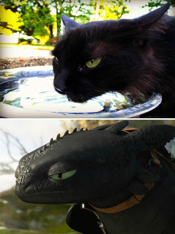 家有馴龍高手的沒牙嗎？來看看這些仿真度百分百的黑貓！