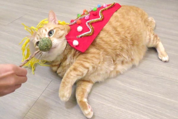簡易DIY舞獅裝　讓貓咪扮演可愛吉祥物一起歡慶新年！