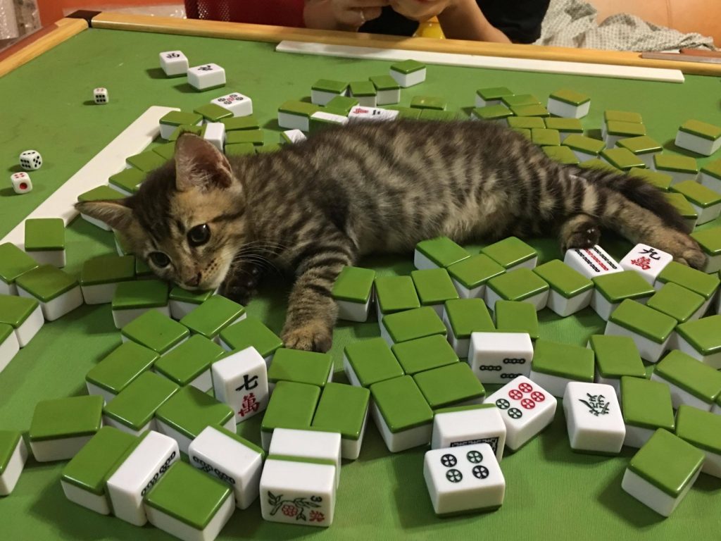 虎斑貓「大橘」很喜歡上牌桌湊熱鬧（圖／網友Yuhsin Yang授權提供）