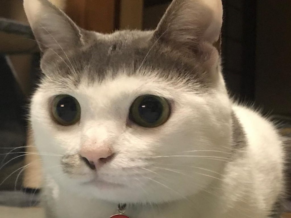 來自日本的貓咪Omame天生擁有對齊瀏海（圖／IG@cici.toto.mametchi）