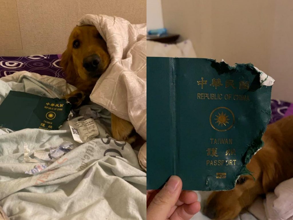 護照被Kimi破壞得相當徹底，沒有任何一頁是完整的。（圖／臉書粉專「金毛愛旅行の視角」提供） 