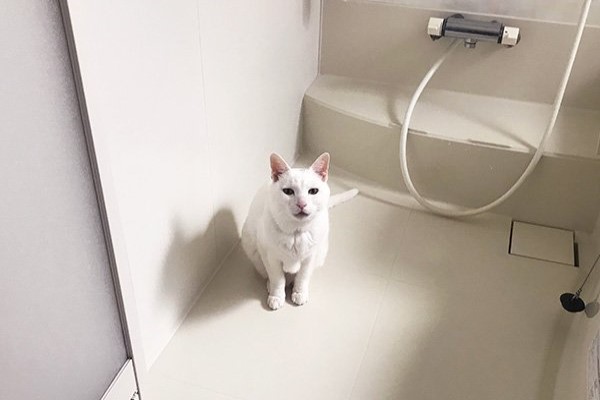 喜歡看奴才洗澡的貓　可以給人家一點隱私嗎？