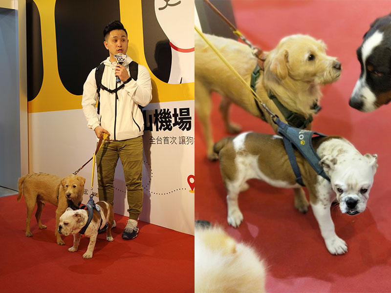 毛小孩專屬展覽　狗狗GoGoGo把華山變機場　讓狗狗「出國玩」！