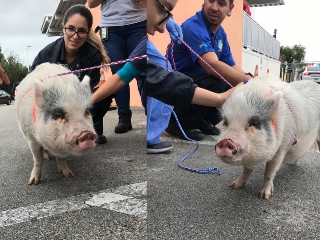 盧娜突然自己溜出門玩，讓克莉絲汀擔心死了。（圖／Miami-Dade Animal Services） 