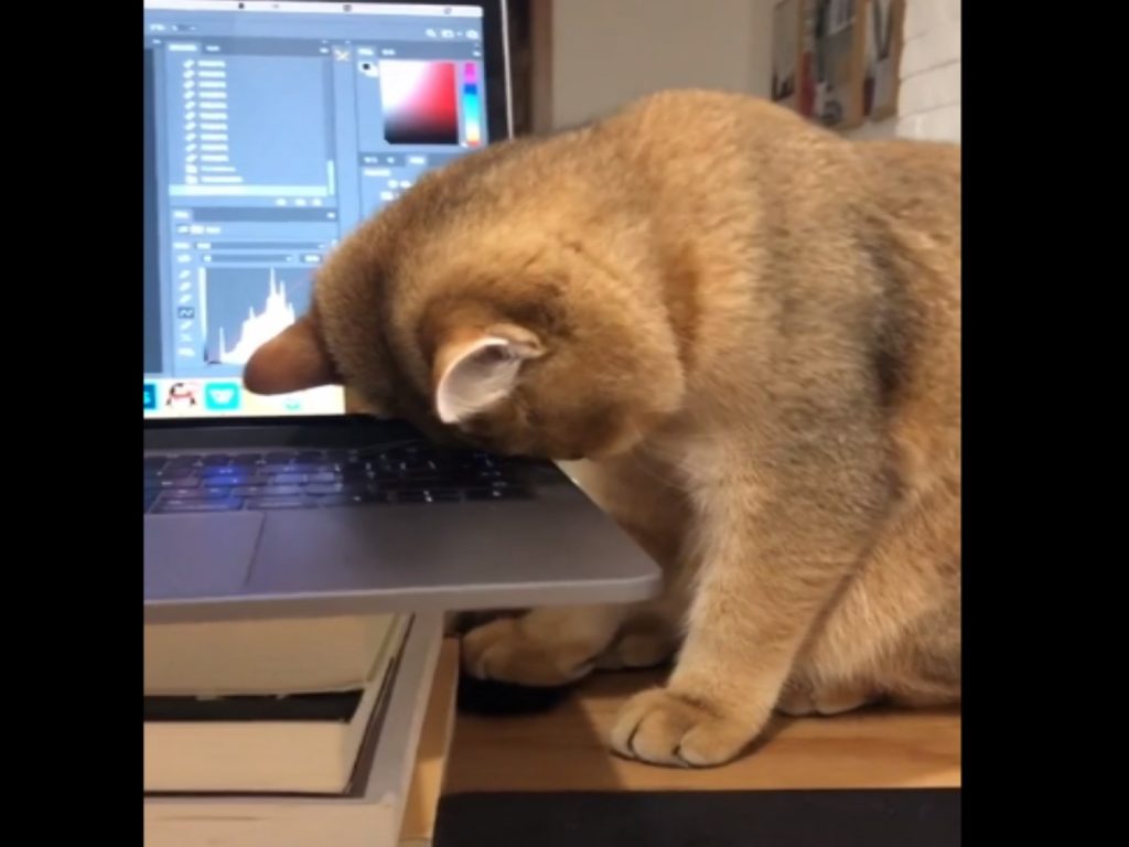 國外一隻貓咪陪主人加班時，竟然不小心睡著了！（圖／翻攝自reddit@WeedScaper）