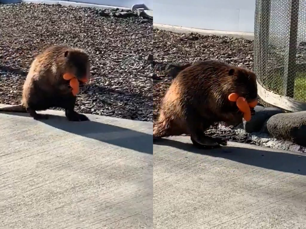 嘿咻嘿咻！（圖／Twitter@charchanbaby） 