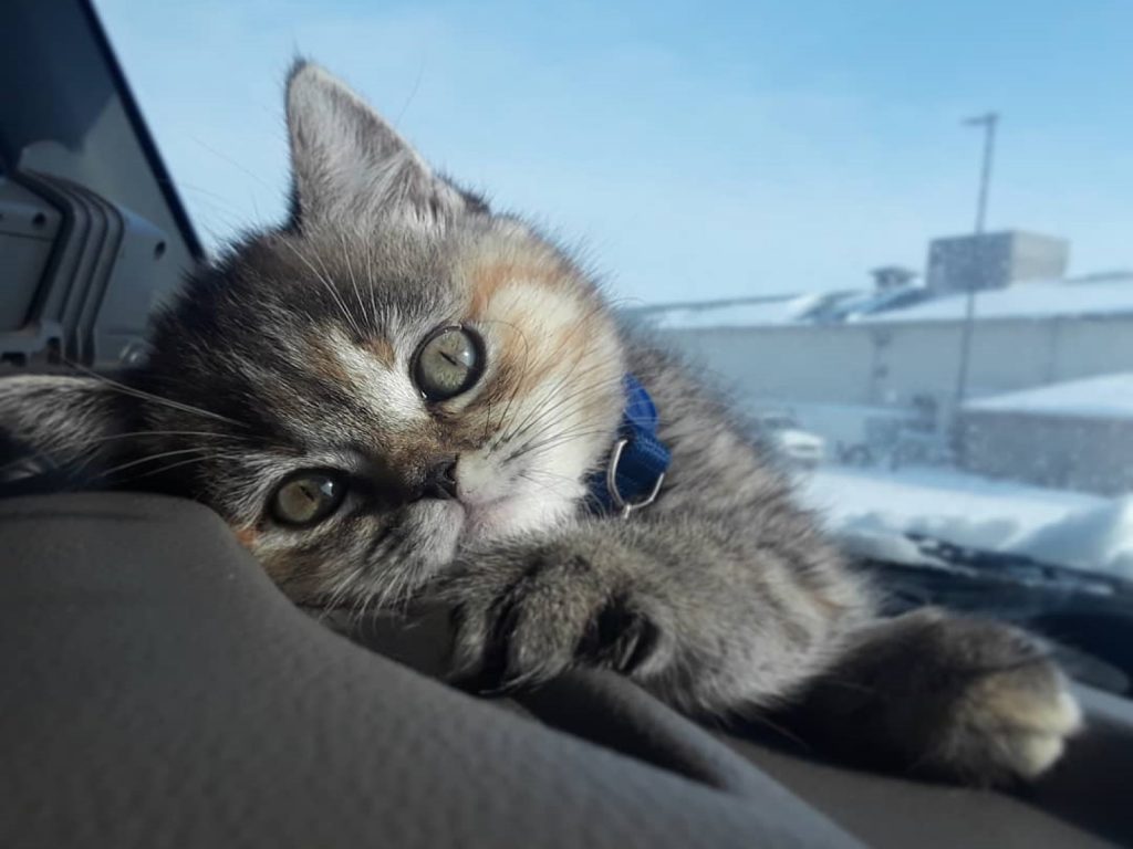 喵星人托菈非常喜歡貨車旅行（圖／IG@ toratravels）