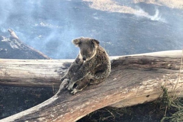 澳洲無尾熊康復後無家可歸　動物專家指：未來恐「滅絕」