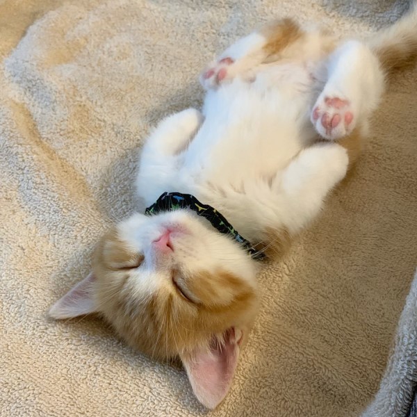 小萌貓喜歡仰躺露肚睡搞搞　網笑：粉嫩肉球太犯規！