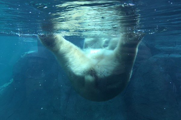 日本動物園北極熊屁屁坐玻璃　超萌角度網瘋：太療癒了！
