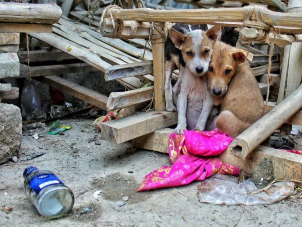 ▲中國大陸專家指飼養主人需要多留意寵物的狀況，但被曲解成流浪動物（貓狗）是病毒傳播者，造成內地傳出多起撲殺、遺棄貓狗的事件。（圖／翻攝自《香港 01 》）