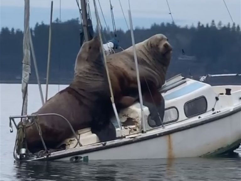 兩隻巨大海獅被人目睹硬搭上小船！（圖／IG@fishingjosh）