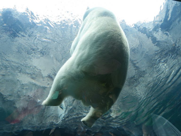 日本圓山動物園的透明隧道可以一窺北極熊的可愛屁屁（圖／twitter@kysn）
