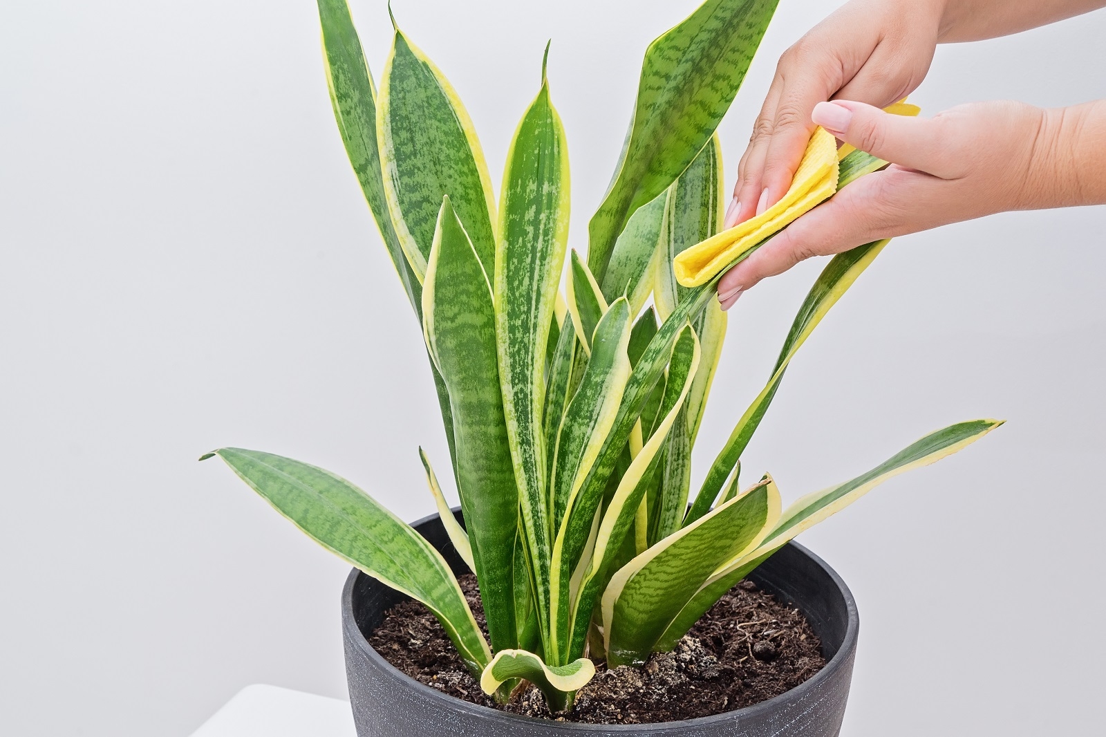 放在室內的植物，必須定期修枝剪葉、保持清潔，否則容易影響運勢。