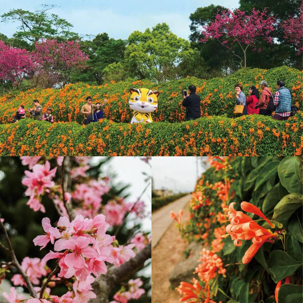 ▲炮仗花的外型像鞭炮，又名炮竹花、炮仗紅。（圖／翻攝自苗栗文化觀光旅遊網）