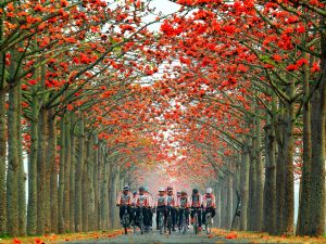 台南白河木棉花道被列為全球15大最美花海街道之一｜The Linchupi Kapok Road was listed as one of the 15 most scenic flower streets.（Courtesy of Taiwan Tourism Bureau)