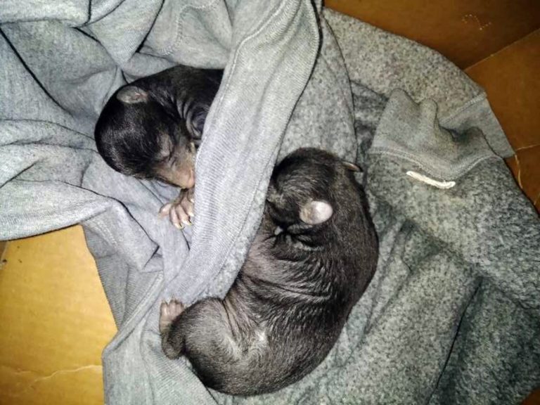 兩隻小幼獸被包裹在灰色衣服裡禦寒。（圖／Camden County Sheriff’s Office） 