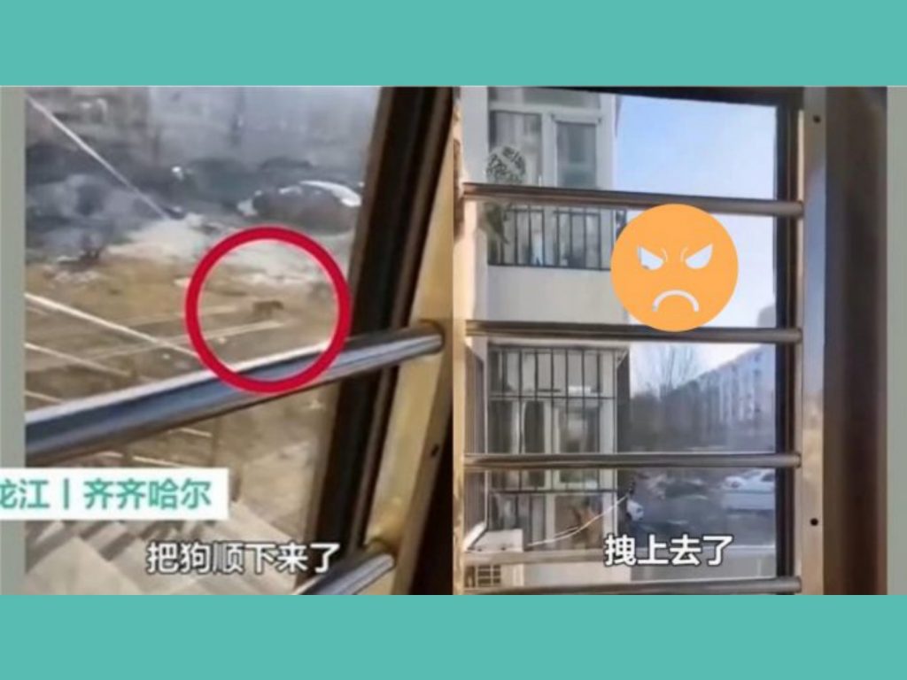 ▲市區封閉式管理，大陸飼主突發奇想用一招遛狗，引發爭議。（圖／翻攝微博）