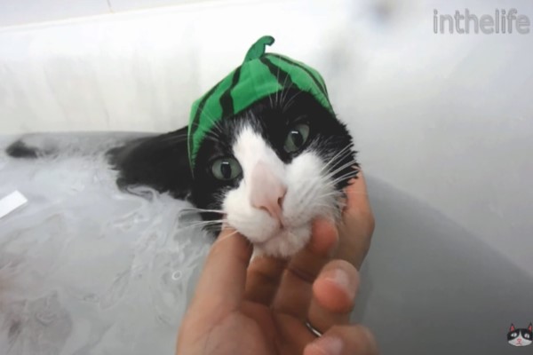 賓士貓愛泡澡　主動衝進浴缸等熱水陪主人一起洗香香！