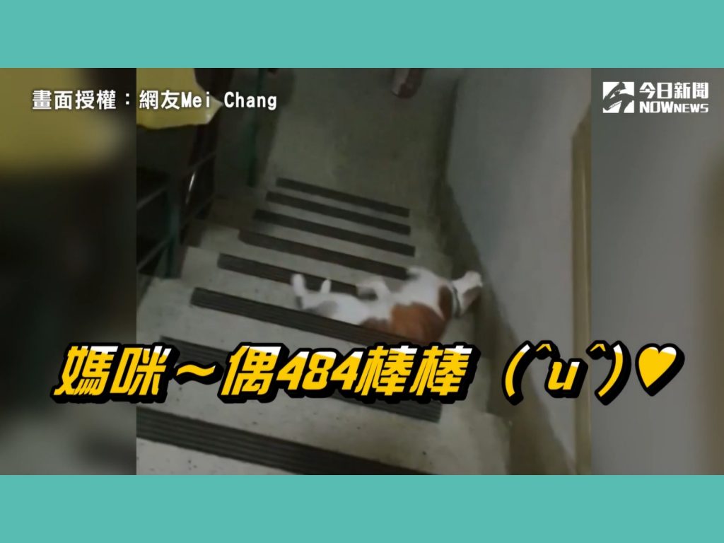 聽到馬麻要求自己滾出去，豆豆就真的滾～了好幾階～（圖／網友Mei Chang提供） 