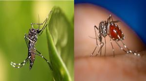 中國廣東屈公病延燒無特效藥可醫！美發布二級旅遊警示
