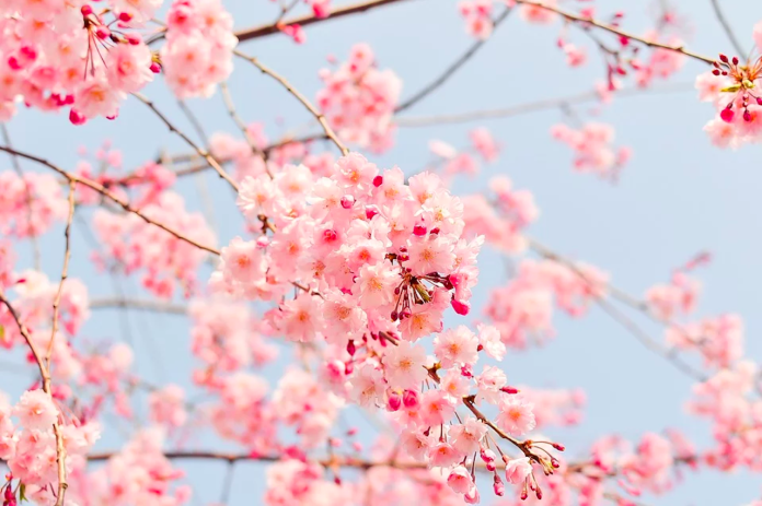 春天示意圖。（圖／Pixabay）