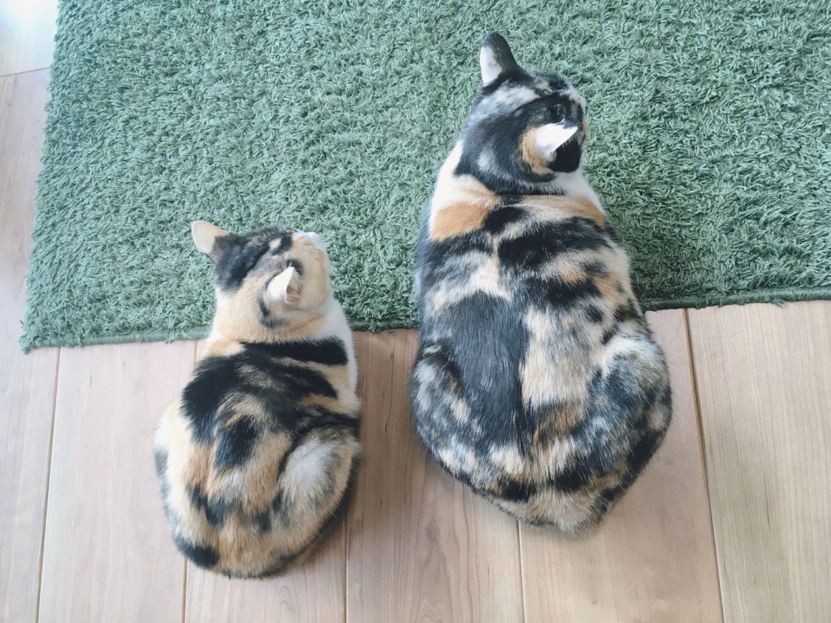 明明是同胎出生的姊妹，體型看起來卻像母女（圖／twitter@SHAKEhizi_BSK）