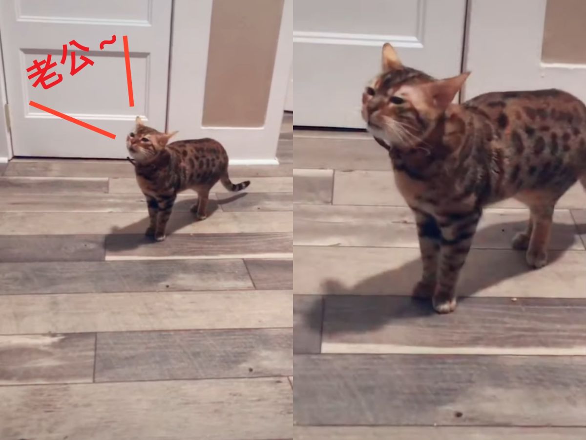 （菸嗓）老公～老公嗚～（圖／Youtube@Caters Clips）