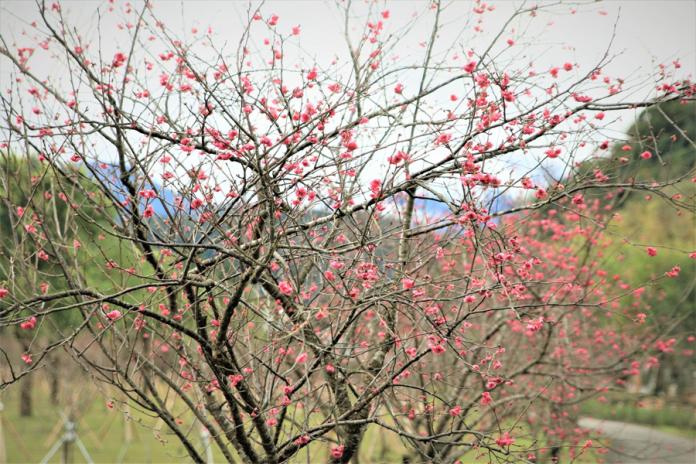 ▲大同鄉崙埤河濱公園旁的櫻花目前正逐漸綻放。（圖／大同鄉公所提供)