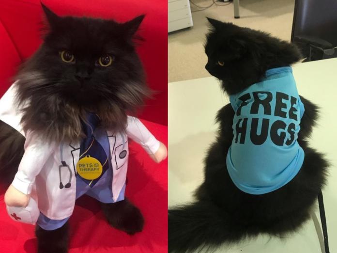倫敦醫院出現「治療貓」　黑喵：人類的心交給我來守護！
