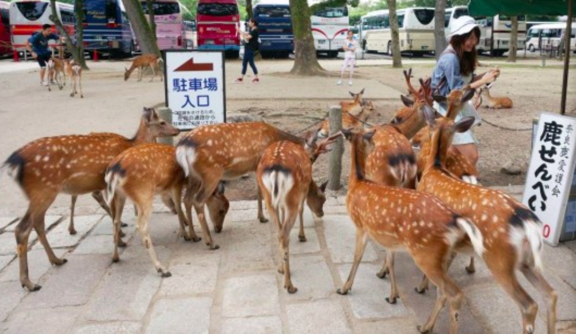 ▲武漢肺炎衝擊日本觀光。（圖／NOWnews資料照片）
