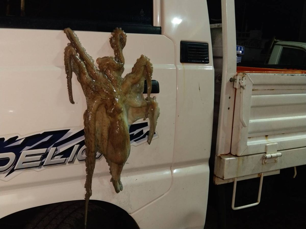 ▲這隻1公斤多的土婆掙脫兩層塑膠袋後，一路從西嶼「兜風」到馬公來，她下車時漁販紛紛笑她的車門有隻「異形」怪物，令她相當尷尬。（圖／陳小姐提供）