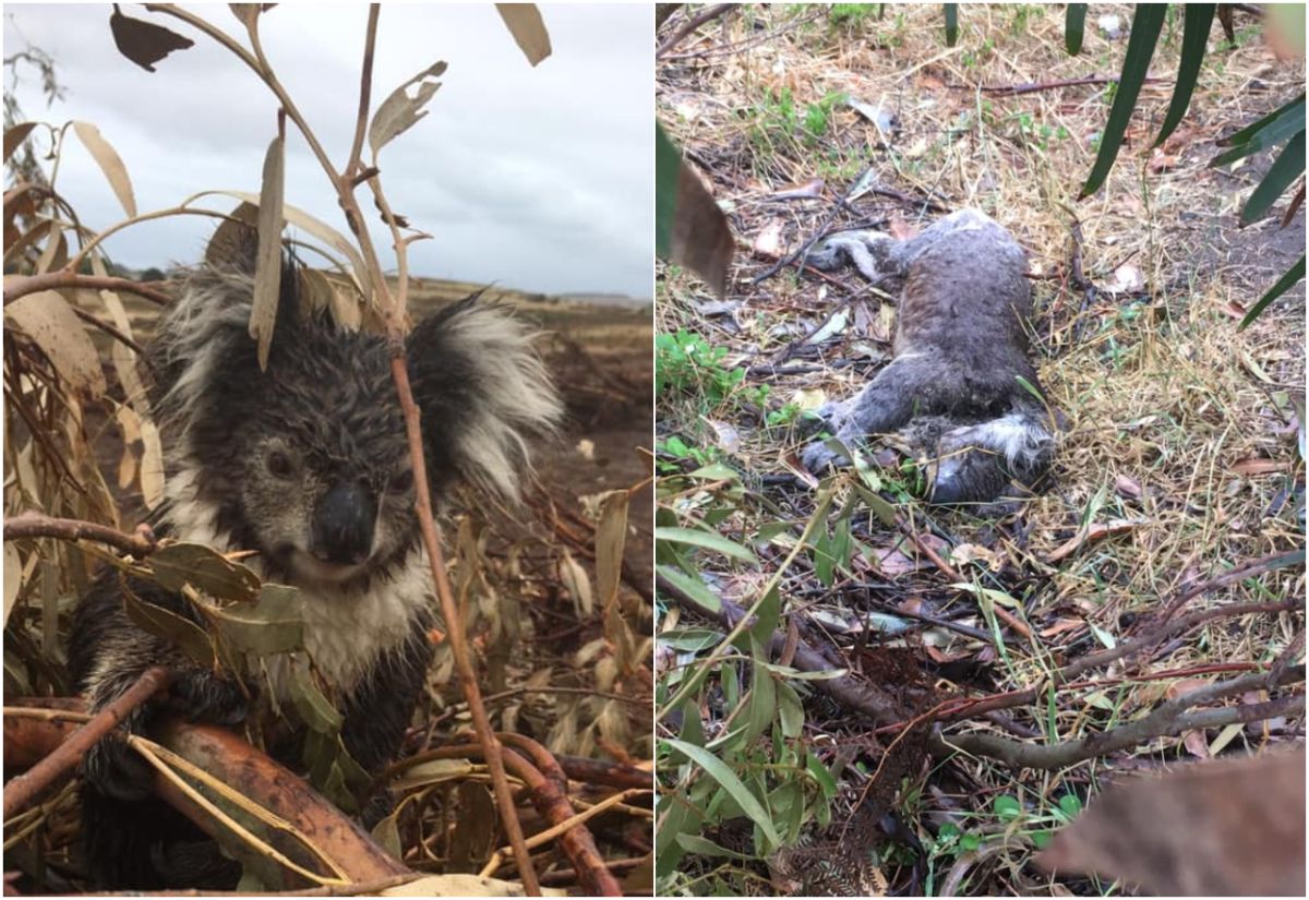 ▲無尾熊棲息在乾枯的枝葉中。（圖／翻攝自臉書）