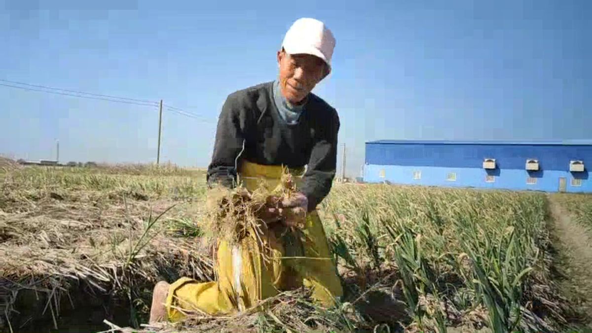 ▲伸港鄉蒜頭已進入採收期，因天氣忽冷忽熱，讓蒜頭也都「凍未條」，蒜頭不是因為水傷，就是結球小，產量大減五成。（圖／記者陳雅芳攝，2020.02.06）