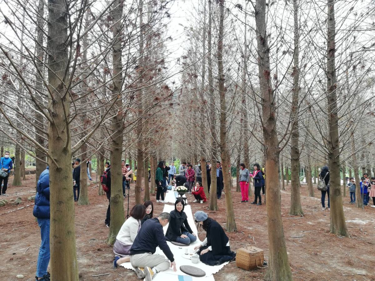 ▲中埔落羽松森林為熱門打卡點，封園後重新開放，將於西洋情人節辦浪漫森林茶宴。（圖/記者邱嘉琪攝，2020.02.07）